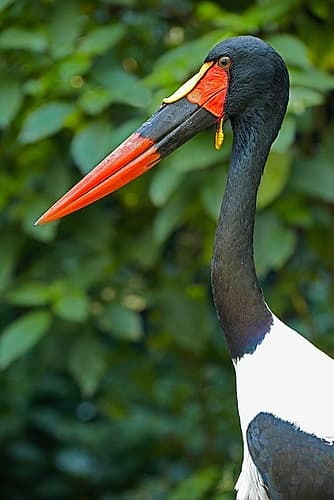 Saddle-billed Stork-Kenya III Art Print