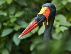 Saddle-billed Stork-Kenya IV Art Print