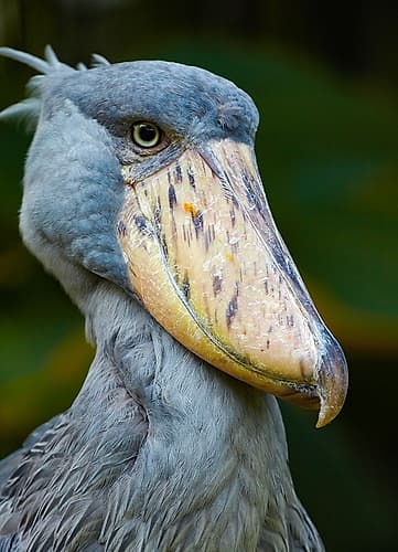 Shoe-billed Stork II Art Print