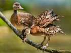 White Spotted Tree Ducks Art Print