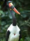 Saddle-billed Stork-Kenya Art Print