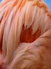 Caribbean Greater Flamingo Close-up of Back Art Print