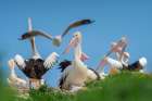 Australian Pelican Colony-Penguin Island-Australia II Art Print