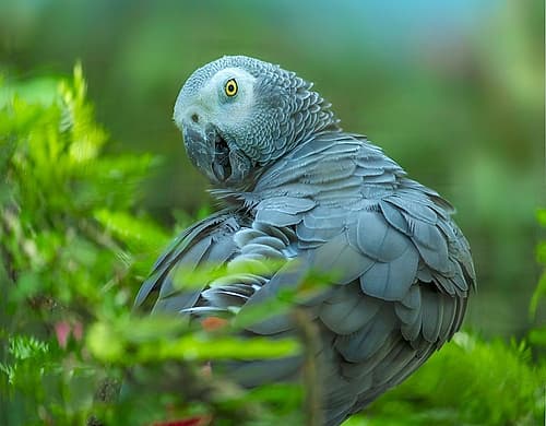 African Gray Parrot Portrait I Art Print by Tim Fitzharris