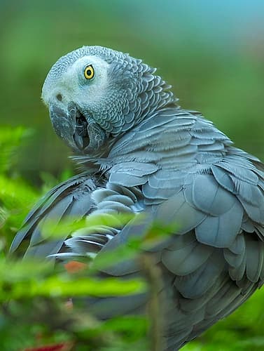 African Gray Parrot Portrait II Art Print by Tim Fitzharris