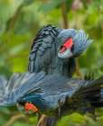 Giant Palm Cockatoos-Indonesia Art Print