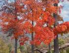 Red Maples-Ponca Wilderness-Arkansas Art Print