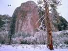 El Capitan in winter-Yosemite National Park-California Art Print