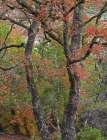 Maples in autumn-Lost Maples State Park-Texas Art Print