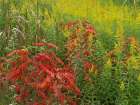 Sumac and goldenrods near DeQueen-Arkansas Art Print