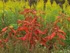 Sumac and Goldenrods near DeQueen-Arkansas Art Print