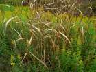 Goldenrods near DeQueen-Arkansas Art Print