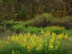 Goldenrods near DeQueen-Arkansas Art Print