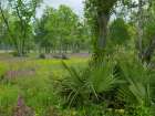 Big Thicket National Preserve-Lance Rosier-Texas Art Print