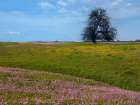 Shooting Star Wildflower Meadow-La Panza Range-California Art Print