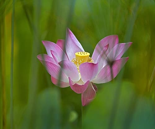 Lotus flower Landscape Print