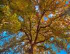 White Oak Tree Crown-Texas Art Print