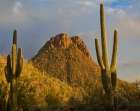 Tucson Mountains-Saguaro National Park-Arizona Art Print