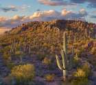 Tucson Mountains-Saguaro National Park-Arizona Art Print