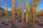 Tucson Mountains-Saguaro National Park-Arizona Art Print