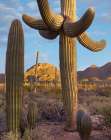 Tucson Mountains-Saguaro National Park-Arizona Art Print