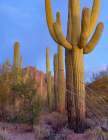 Tucson Mountains-Saguaro National Park-Arizona Art Print