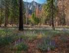 Lupine Meadow-Yosemite Valley-Yosemite National Park-California Art Print