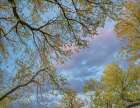 Cottonwood canopy-Verde River-Arizona-USA Art Print