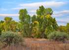 Riverine Forest-Dead Horse Ranch State Park-Arizona Art Print