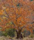 Sycamore Tree-East Verde River-Arizona-USA Art Print