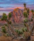 Red Rock Canyon National Conservation Area-Nevada-USA Art Print