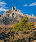 Lone Pine and Cottonwood Tree-Sierra Nevada-CA Art Print