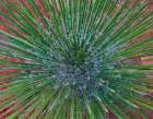 Narrow Leaf Agave Art Print