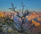 Dead Pine at Desert View Art Print