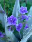 Blue Phacelia and Agave I Art Print