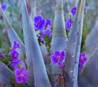 Blue Phacelia and Agave II Art Print