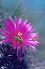 Bee in Hedgehog Cactus Art Print