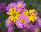 Little Sunflowers and Asters Art Print