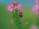 Bumble Bee Hangong on Rock Mountain Beeplant Art Print