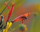 Honey Bee in Chuparosa Art Print