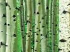 Aspen Trunks Art Print