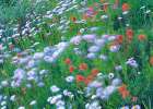 Alpine Wildflowers Art Print