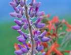 Lupine with Scarlet Gilia Art Print