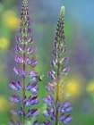 Tall Lupines I Art Print