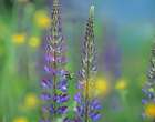 Tall Lupines II Art Print