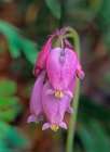Bleeding Hearts Art Print