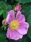 Wild Rose Art Print