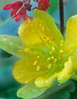 Yellow Columbine and Coral Bells Art Print