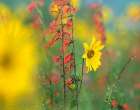 Sunflower and Scarlet Gilia Art Print