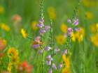 Hairy Beardtoungue Penstemon Art Print